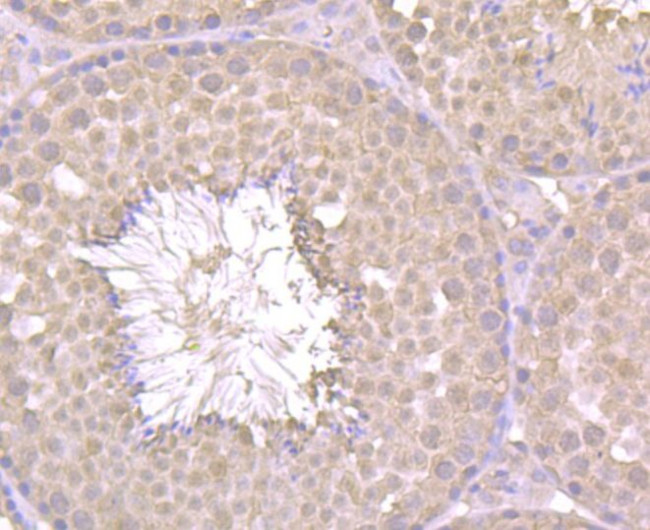 PGF Antibody in Immunohistochemistry (Paraffin) (IHC (P))