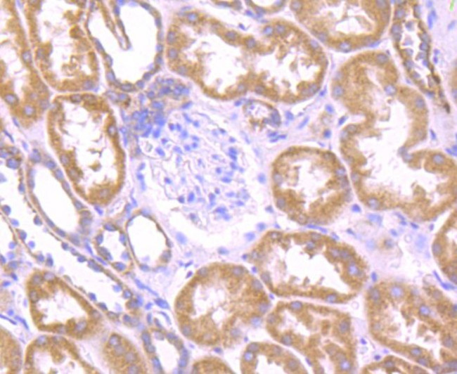 C19orf63 Antibody in Immunohistochemistry (Paraffin) (IHC (P))