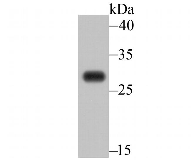 C19orf63 Antibody in Western Blot (WB)