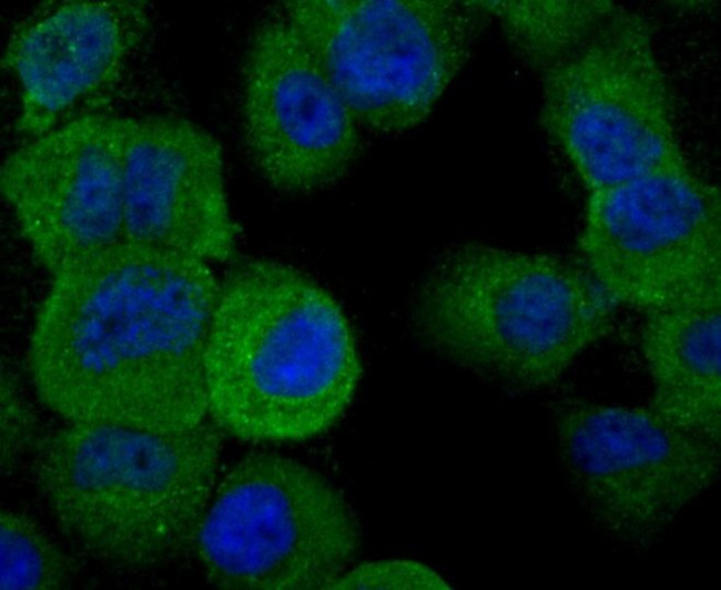 IL-19 Antibody in Immunocytochemistry (ICC/IF)