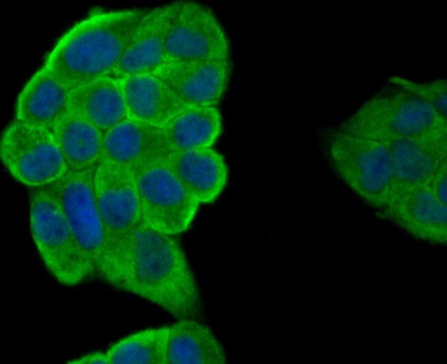 IL-19 Antibody in Immunocytochemistry (ICC/IF)