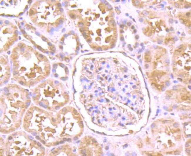 TSPO Antibody in Immunohistochemistry (Paraffin) (IHC (P))