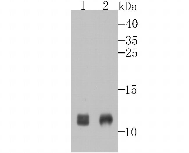 TSPO Antibody in Western Blot (WB)