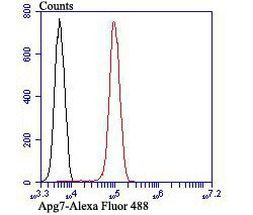 ATG7 Antibody in Flow Cytometry (Flow)