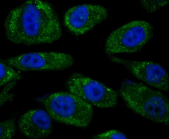 Noggin Antibody in Immunocytochemistry (ICC/IF)