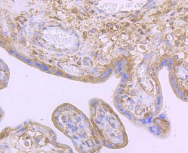 Noggin Antibody in Immunohistochemistry (Paraffin) (IHC (P))