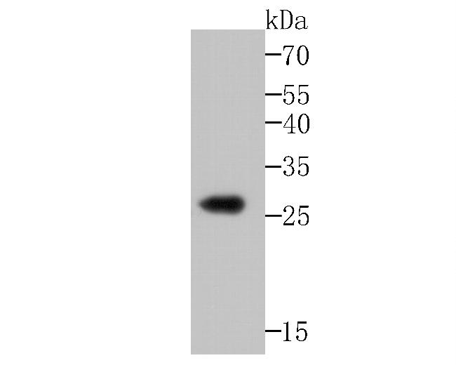 Noggin Antibody in Western Blot (WB)