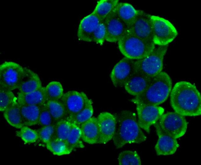 PTP1B Antibody in Immunocytochemistry (ICC/IF)