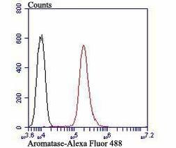Aromatase Antibody in Flow Cytometry (Flow)