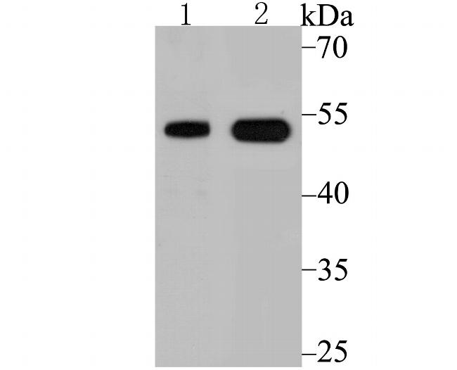 VDR Antibody in Western Blot (WB)