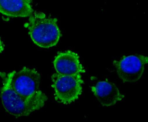 NGF Antibody in Immunocytochemistry (ICC/IF)