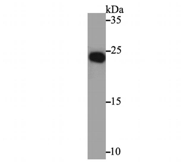 NGF Antibody in Western Blot (WB)