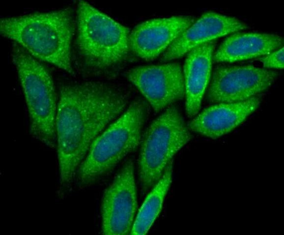 CD266 (TWEAK Receptor) Antibody in Immunocytochemistry (ICC/IF)