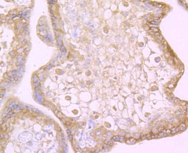 CD266 (TWEAK Receptor) Antibody in Immunohistochemistry (Paraffin) (IHC (P))