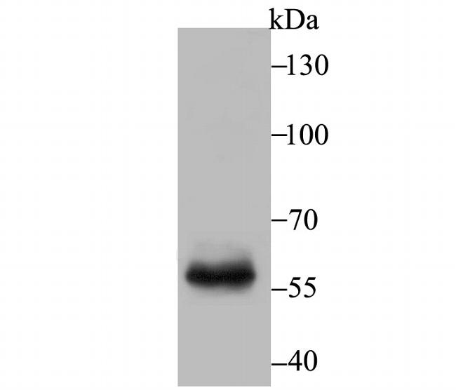 T-bet Antibody in Western Blot (WB)