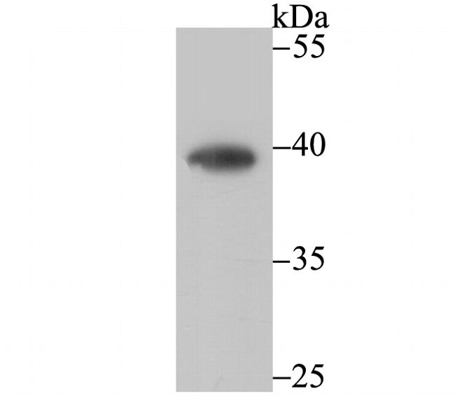 CTGF Antibody in Western Blot (WB)