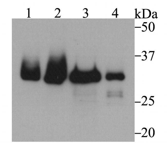 Fibrillarin Antibody in Western Blot (WB)