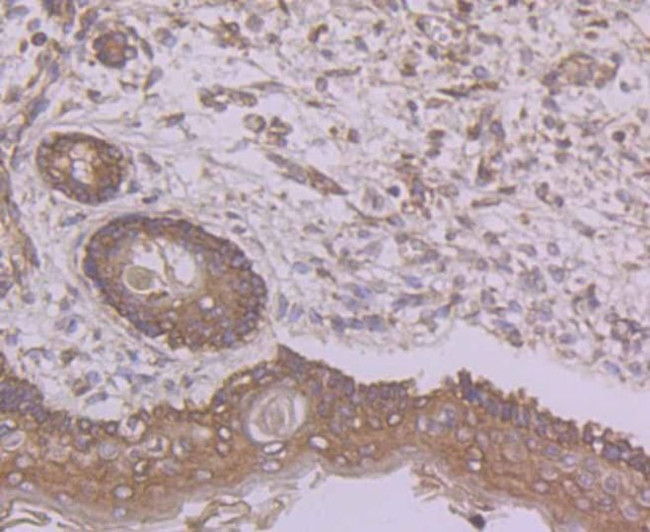 Butyrylcholinesterase Antibody in Immunohistochemistry (Paraffin) (IHC (P))