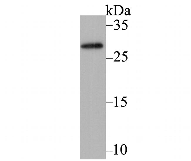 AID Antibody in Western Blot (WB)