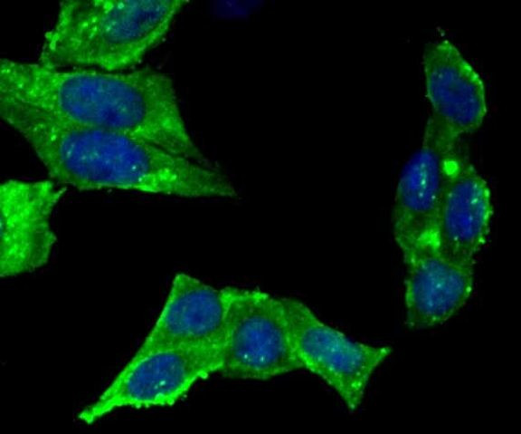 UAP1 Antibody in Immunocytochemistry (ICC/IF)