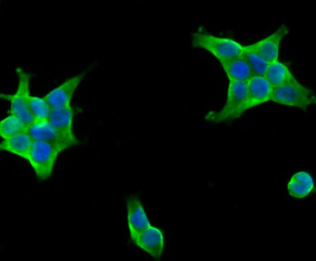 UAP1 Antibody in Immunocytochemistry (ICC/IF)