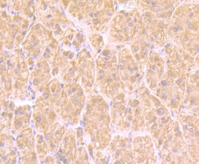 UAP1 Antibody in Immunohistochemistry (Paraffin) (IHC (P))