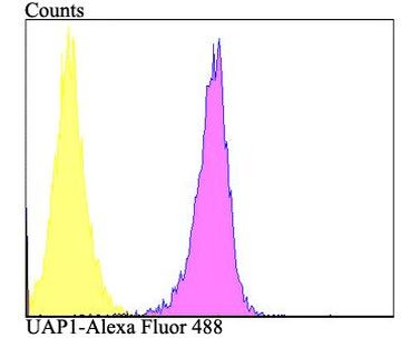UAP1 Antibody in Flow Cytometry (Flow)