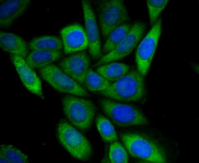 UAP1 Antibody in Immunocytochemistry (ICC/IF)