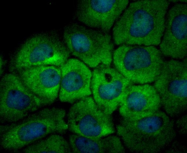 UAP1 Antibody in Immunocytochemistry (ICC/IF)