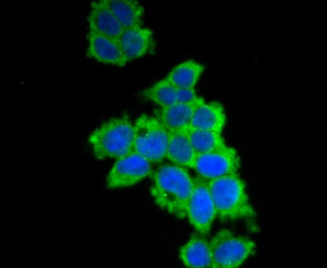 UAP1 Antibody in Immunocytochemistry (ICC/IF)