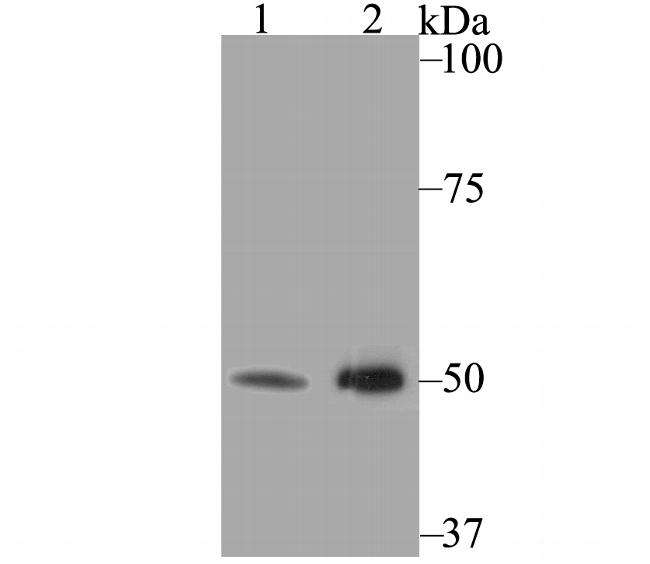 KCNK4 Antibody in Western Blot (WB)