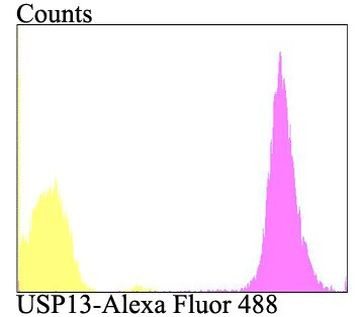 USP13 Antibody in Flow Cytometry (Flow)