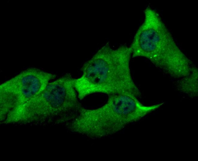 USP13 Antibody in Immunocytochemistry (ICC/IF)