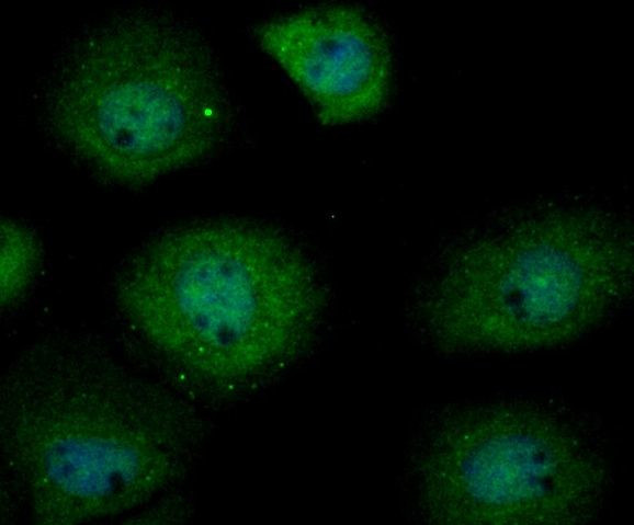 USP13 Antibody in Immunocytochemistry (ICC/IF)