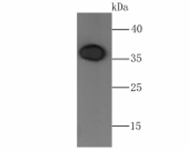 ORAI1 Antibody in Western Blot (WB)