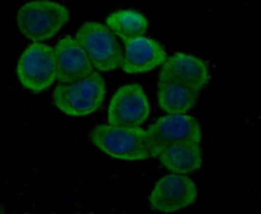 GPX4 Antibody in Immunocytochemistry (ICC/IF)