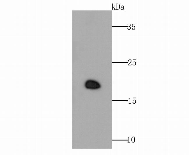 GPX4 Antibody in Western Blot (WB)