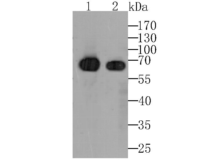 N-WASP Antibody in Western Blot (WB)