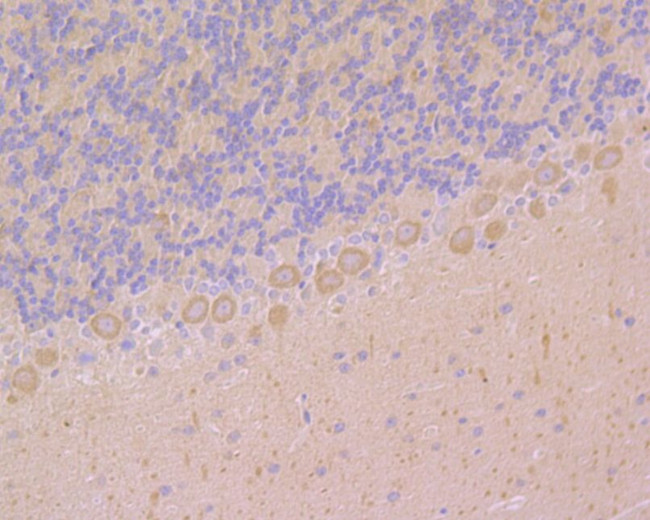 Ryanodine Receptor Antibody in Immunohistochemistry (Paraffin) (IHC (P))