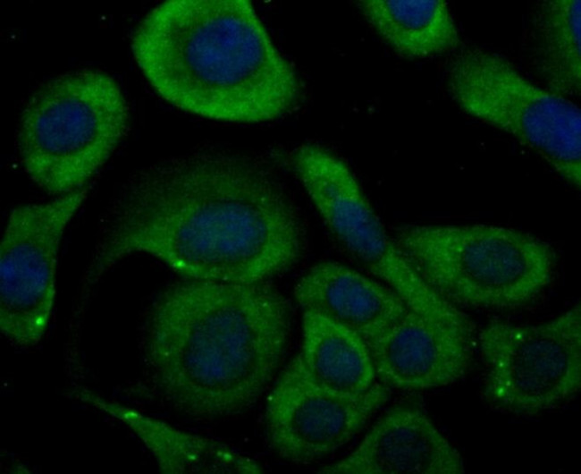 KV1.5 (KCNA5) Antibody in Immunocytochemistry (ICC/IF)