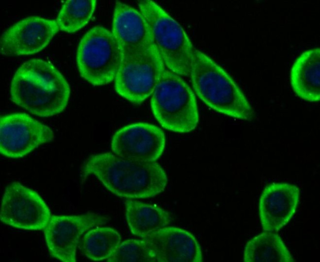 KV1.5 (KCNA5) Antibody in Immunocytochemistry (ICC/IF)