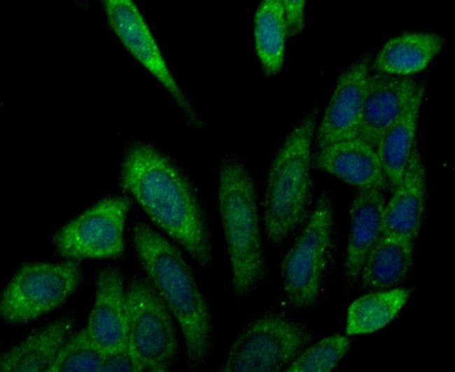 KIF11 Antibody in Immunocytochemistry (ICC/IF)