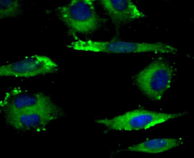 KIF11 Antibody in Immunocytochemistry (ICC/IF)