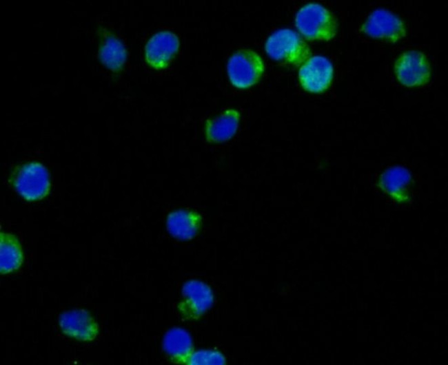 CD42b Antibody in Immunocytochemistry (ICC/IF)