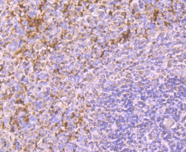 CD42b Antibody in Immunohistochemistry (Paraffin) (IHC (P))