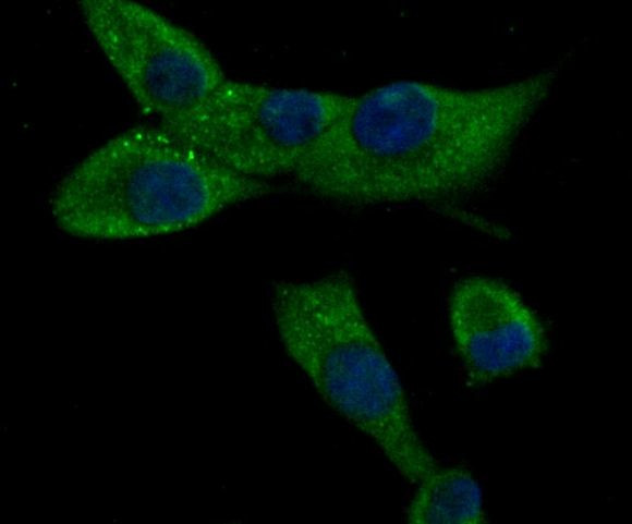 CACNG5 Antibody in Immunocytochemistry (ICC/IF)