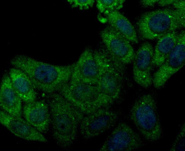 CACNG5 Antibody in Immunocytochemistry (ICC/IF)