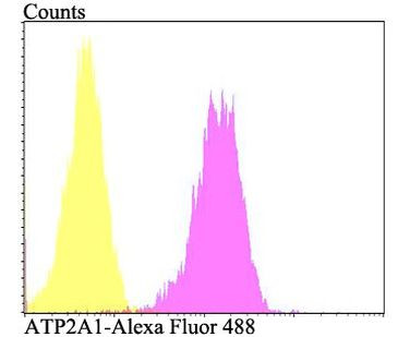 ATP2A1 Antibody in Flow Cytometry (Flow)