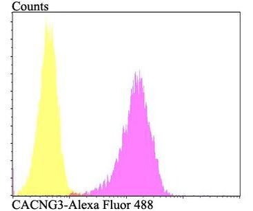 CACNG3 Antibody in Flow Cytometry (Flow)