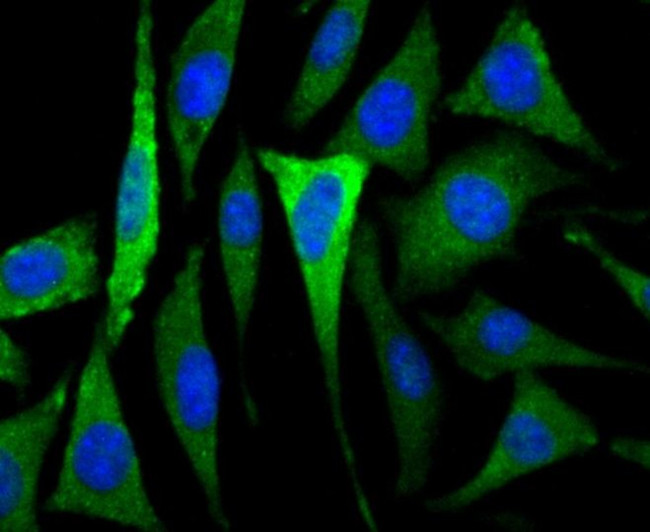 CACNG3 Antibody in Immunocytochemistry (ICC/IF)